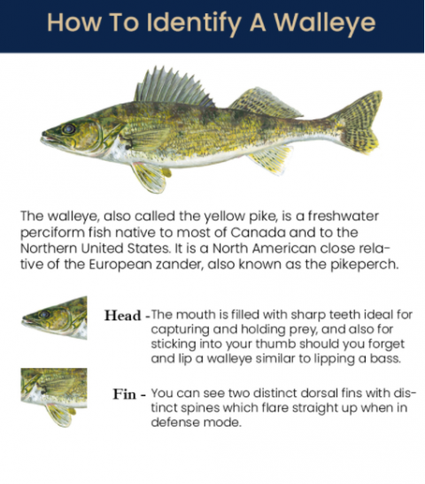 Walleye | Heavy Hitter